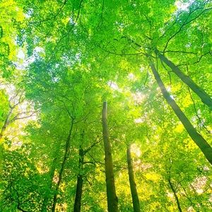 Meet your Posher, Alice